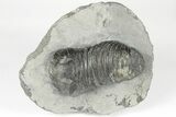 Bargain, Wenndorfia Trilobite - Bou Lachrhal, Morocco #204490-3